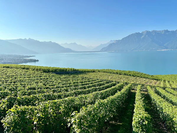 Vignobles du Lavaux et Lac Léman